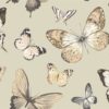 wallquest-jaima-brown-home-chelsea-lane-butterfly-jb60308